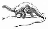 Brontosaurus Cliparts sketch template