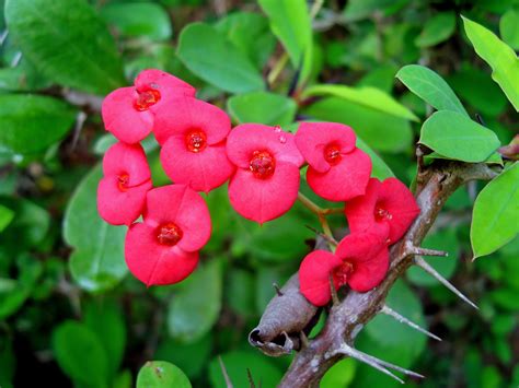 grow  care   crown  thorns plant