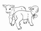 Lamb Coloring Pages Easter Lambs Choose Board Coloringcafe Printable Sheets sketch template