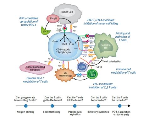role  anti pd pd  immunotherapy  cancer page