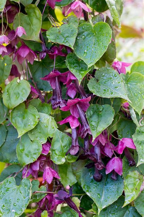 purple bell vine rhodochiton atrosanguineum plants select seeds