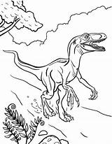 Coloring Velociraptor Pages Dinosaur Printable Kids Bestcoloringpagesforkids Animal Print Sheets Coloringpagesonly Choose Board Coloringcafe sketch template