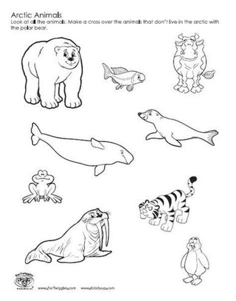 printable arctic animals coloring pages pics colorist