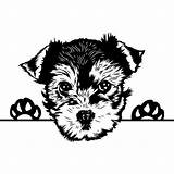 Yorkie Terrier Yorkshire Puppy Teacup Pedigree Cricut Puppies Breed Peeking sketch template
