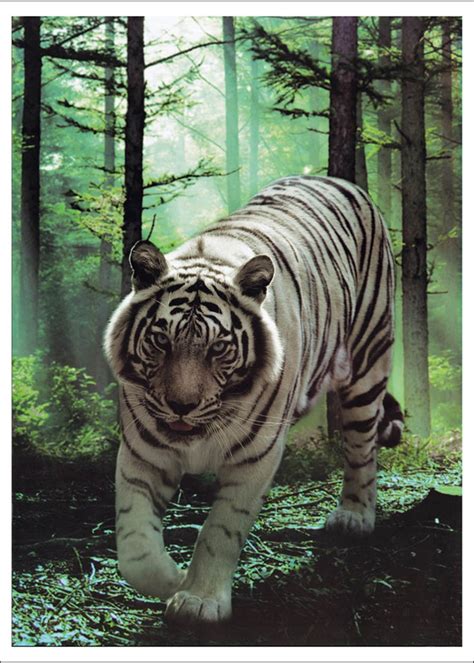 gambar  harimau putih markasd