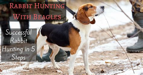 rabbit hunting  beagles successful rabbit hunting   steps