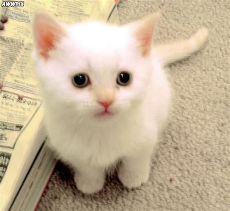 cute  white kitten cats photo  fanpop
