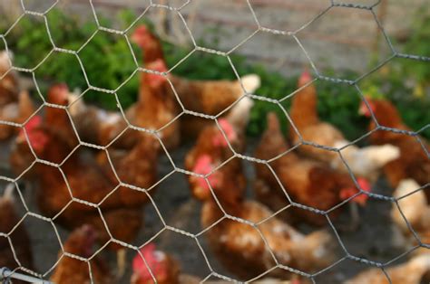 ft chicken wire mesh galvanized hexagonal wire netting buy