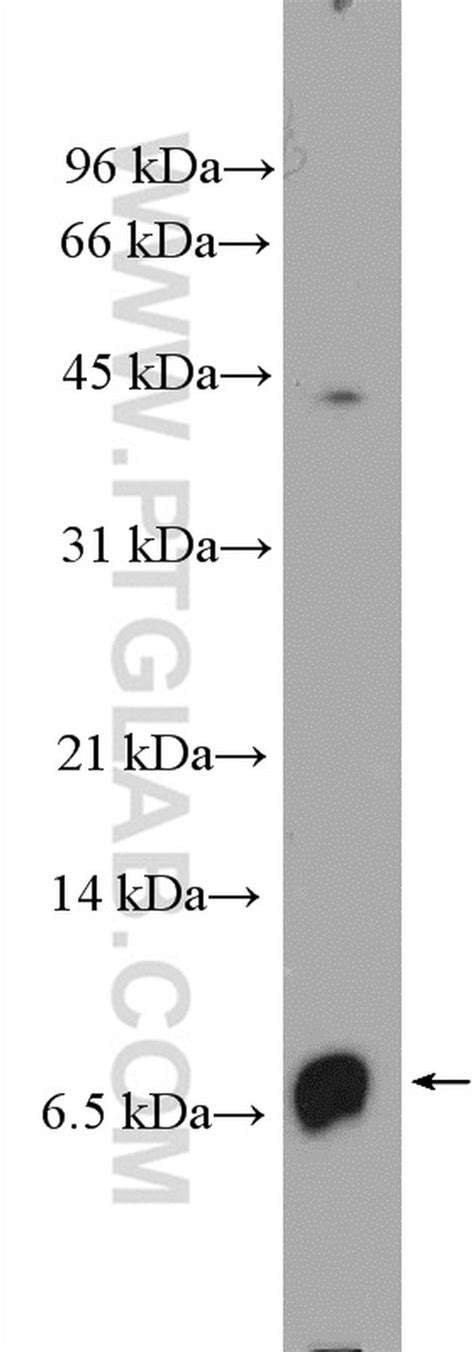 cxcl8 il8 antibody 27095 1 ap