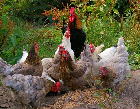 images bird farm food beak fowl fauna rooster feeding galliformes vertebrate