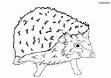 Hedgehog Baby Coloring Pages Realistic Cute Animals sketch template