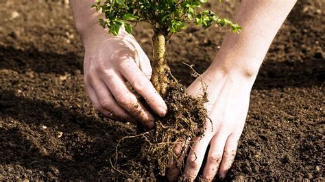 tree planter   good   poke holes   eco hippie