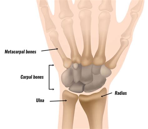 wrist anatomy bones ligaments muscles nerves