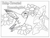 Coloring Hummingbird Pages Bird Humming Color Adult Birds Ruby Throated Kids Print Drawings Colouring Hummingbirds Drawing Draw Monkey Winter Getdrawings sketch template