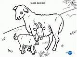 Goat Baby Farm Coloring Animal Pages Template Outline Kid Colouring Cute Drawing Printable Templates Cow Print Color Getcolorings Getdrawings Coloringhome sketch template