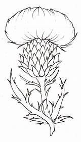 Thistle Drawing Flower Scottish Tattoo Coloring Pages Simple Drawings Thistles Scotland Metacharis Scotch National Line Deviantart Flowers Sketch Template Plant sketch template