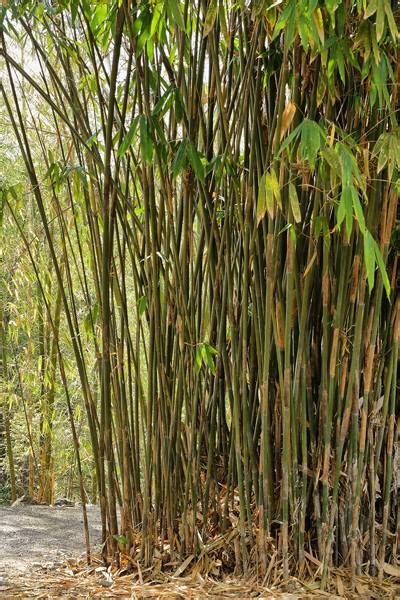 anos carolina bamboo garden