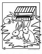 Bunny Rabbits Animal sketch template