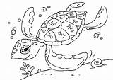 Turtle Coloring Sea Pages sketch template