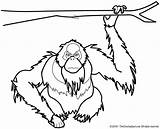 Ape Coloring Pages Lightupyourbrain sketch template