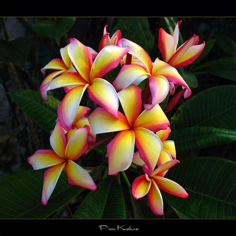 beautiful hawaiian flowers exotische bloemen tropische bloemen