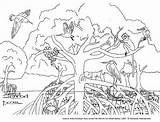 Coloring Ecosystem Pages Mangrove Colour Rainforest Kids Para Color Animal Colorear Habitat Animals Habitats Malaysia Singapore Dibujo Colouring Mangroves Printable sketch template