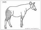 Okapi Firstpalette sketch template