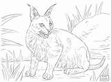 Wild Drawing Getdrawings Cat Wildcat sketch template
