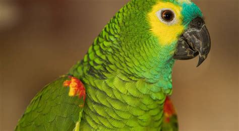 blue fronted amazon care sheet birds