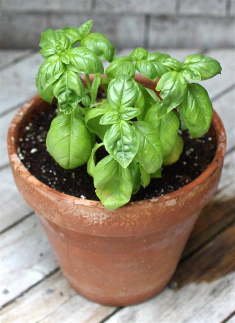 herbs  grow  pots growing basil growing tomatoes indoors