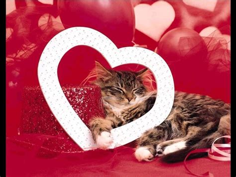 cat  love   day   valentines day paws