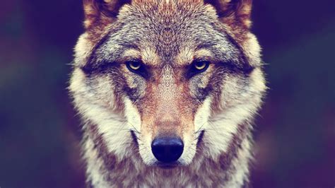 animals fur wolf nature wallpapers hd desktop  mobile backgrounds