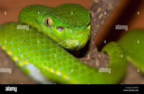 closeup snake deadly viper dangerous green danger beautiful