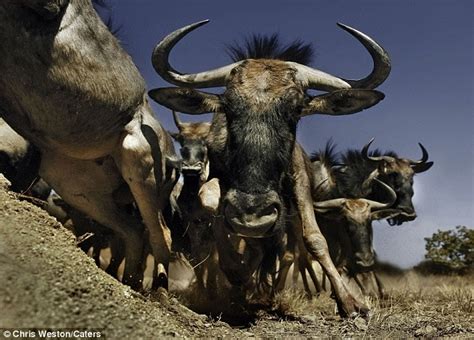 heart   stampede amazing images capture herds  animals