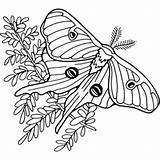Moth Designlooter Juvenile sketch template