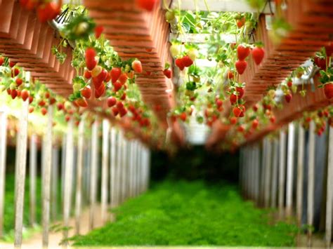 strawberry farm  image peakpx