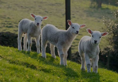 lamb prices  remain strong impact ag partners