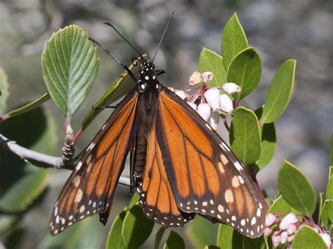 monarchbutterflymaleatcoyotehillsb  male monarch flickr