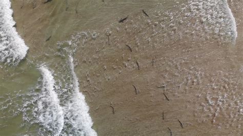 florida surfer  drone  capture awe inspiring views  sharks