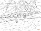 Crocodile Coloriage Ausmalbilder Johnston Dessin Krokodil Freshwater Crocodiles Ausmalbild sketch template
