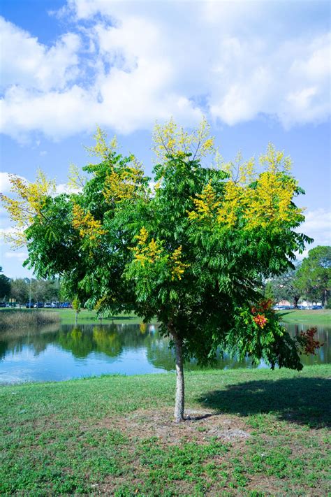 golden raintree invasive species council  british columbia