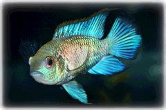 electric blue acara cichlids