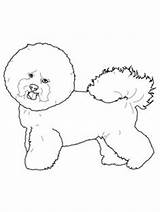 Bichon Frise Coloring Pages Printable Drawing Dog Patterns Getdrawings Getcolorings Labirinto sketch template