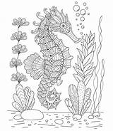Seahorse Antistress sketch template
