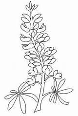 Bluebonnet Drawing Bluebonnets Bonnet Blue Coloring Template Designs Draw Drawings Sketch Getdrawings Pages Templates Larger Quilt Thing sketch template