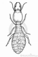 Termite Termites Soldat Paintingvalley Illustrationen Vektoren sketch template