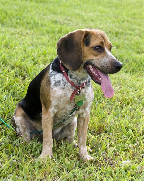 bluetick beagle dog breed information images characteristics health