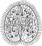 Clipart Paramecium Protist Protista Cliparts Etc Library Including Above Any Use Kingdom Medium Clipground Large Gif Usf Edu sketch template