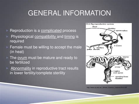 ppt anatomy and physiology powerpoint presentation free download