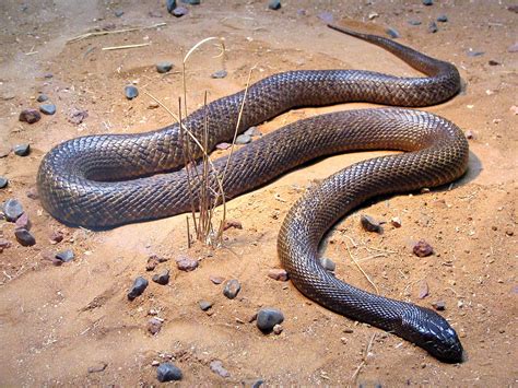 inland taipan wikipedia